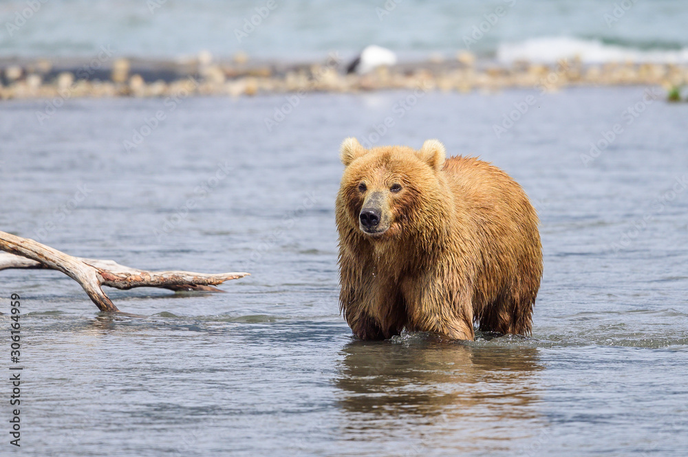 Obraz premium Ruling the landscape, brown bears of Kamchatka (Ursus arctos beringianus)