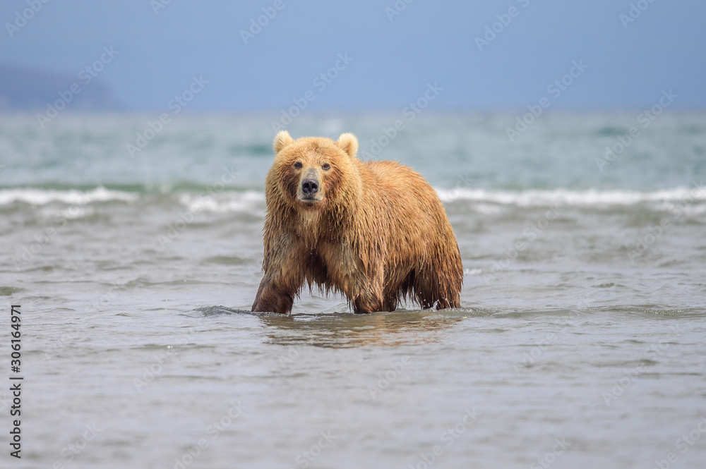 Fototapeta premium Ruling the landscape, brown bears of Kamchatka (Ursus arctos beringianus)