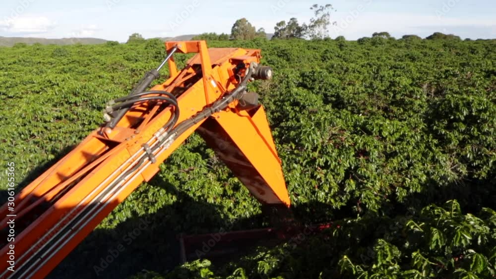 Harvester machine working collecting ripe and fresh coffee beans in plantation on harvest season in Minas Gerais farm, Brazil. Concept of agriculture, technology, food, business and industry.