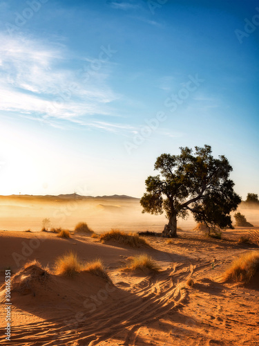 Lonely Tree