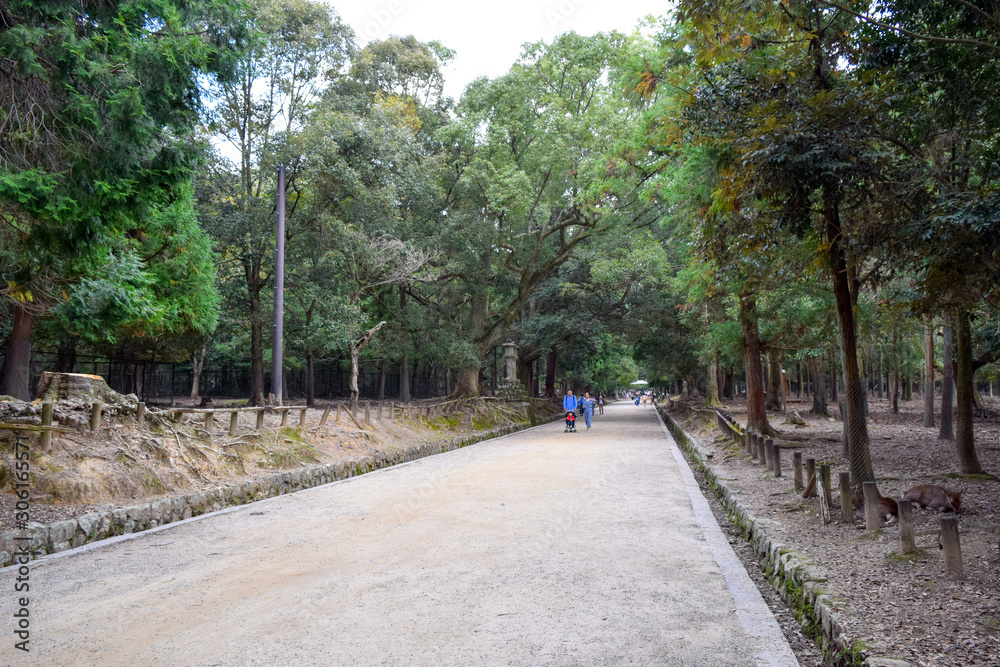 Obraz premium 奈良公園