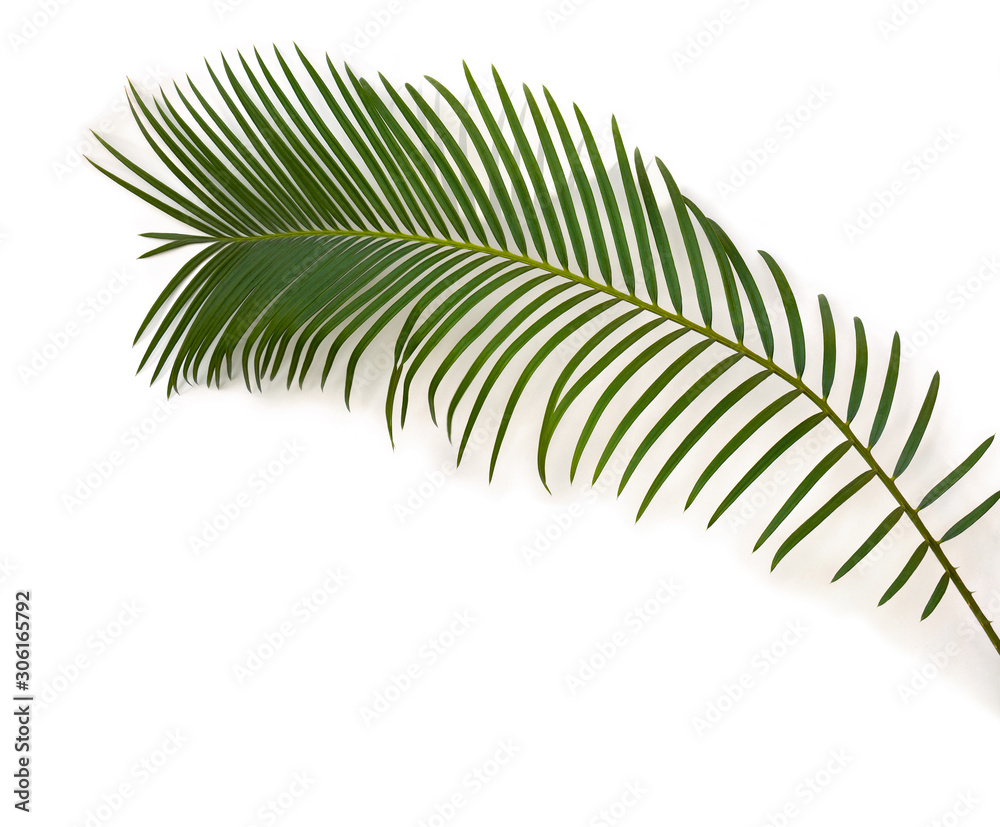 Tropical leaf palm tree ( Cycas revoluta ) on a white background. Top view, flat lay Tropical leaf palm tree ( Cycas revoluta ) on a white background. Top view, flat lay