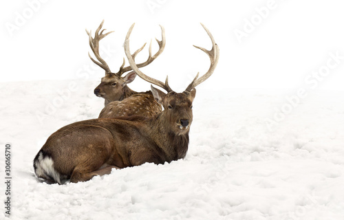 Sika deers ( Cervus nippon, spotted deer ) sitting in the snow on a white background