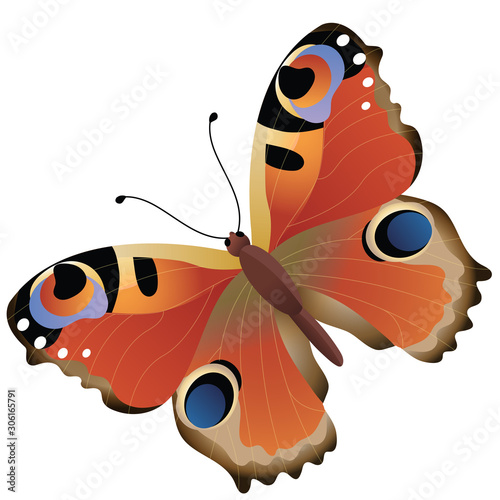 Color image of colorful butterfly on white background. Insects. Vector illustration for kids.