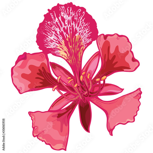 Hand drawn poinciana floral Vector Illustration photo