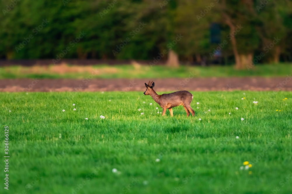 Foraging roebuck in meadow on sunny day in springtime. Foraging roebuck in meadow on sunny day in springtime.
