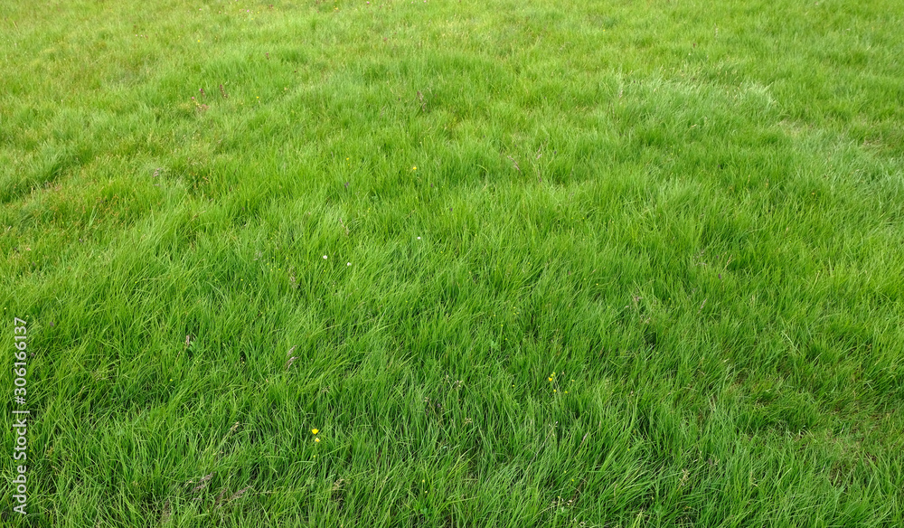 green alpine meadow grass field green alpine meadow grass field