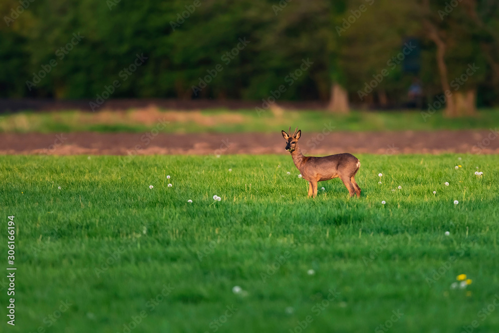 Foraging roebuck in meadow on sunny day in springtime. Foraging roebuck in meadow on sunny day in springtime.