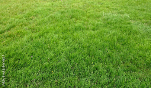 green alpine meadow grass field