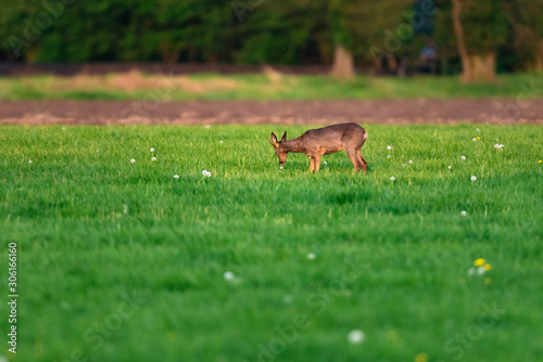 Foraging roebuck in meadow on sunny day in springtime.