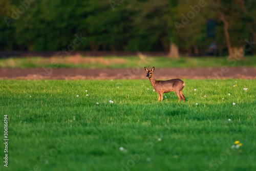 Foraging roebuck in meadow on sunny day in springtime.