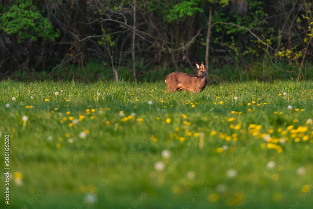Roebuck in the molt in the spring meadow with dandelions.