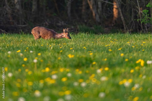 Foraging roebuck in the spring meadow with dandelions.