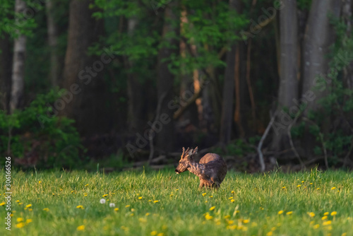 Foraging roebuck in the spring meadow with dandelions.