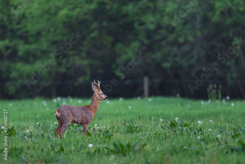 Roebuck standing in meadow during early spring. Side view. © ysbrandcosijn