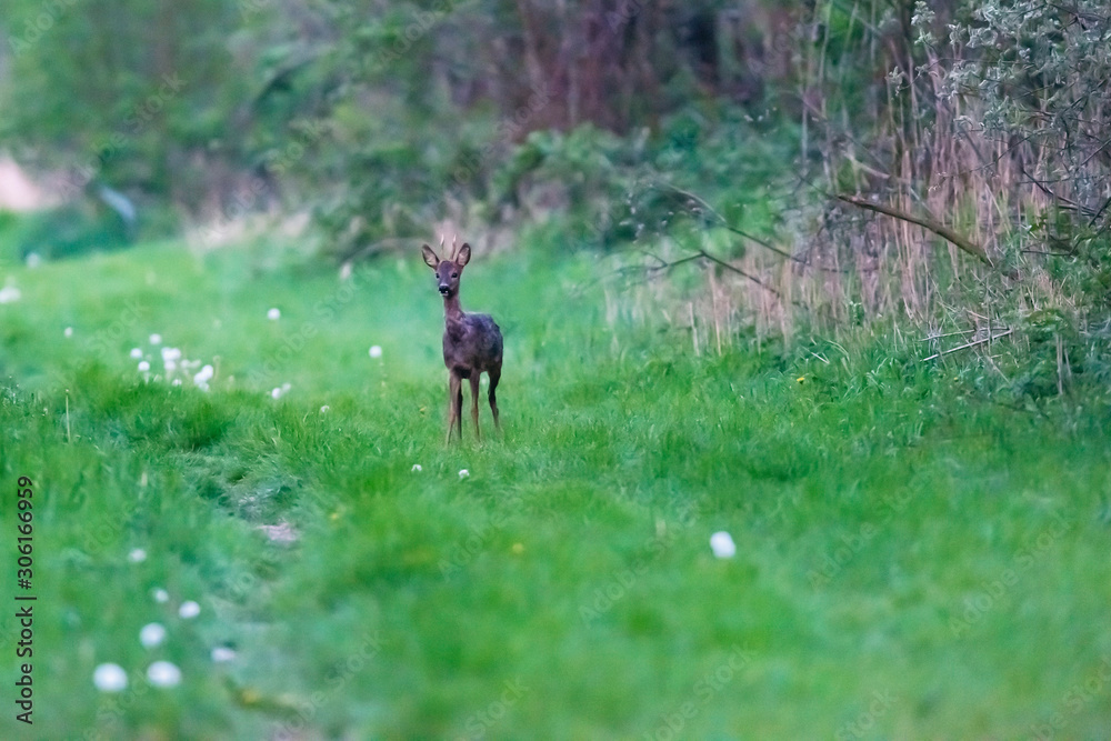 Young roebuck standing in grass at edge of bushes. Young roebuck standing in grass at edge of bushes.