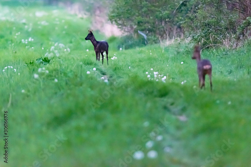 Black and young roebuck standing in grass at edge of bushes.