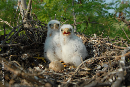 Beautiful little eagle in the nest