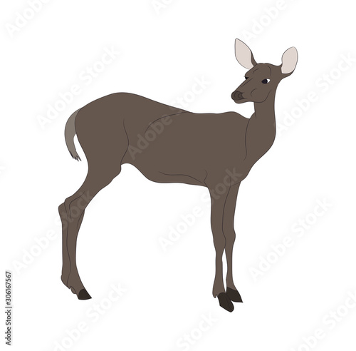 vector illustration of a deer that stands, drawing color