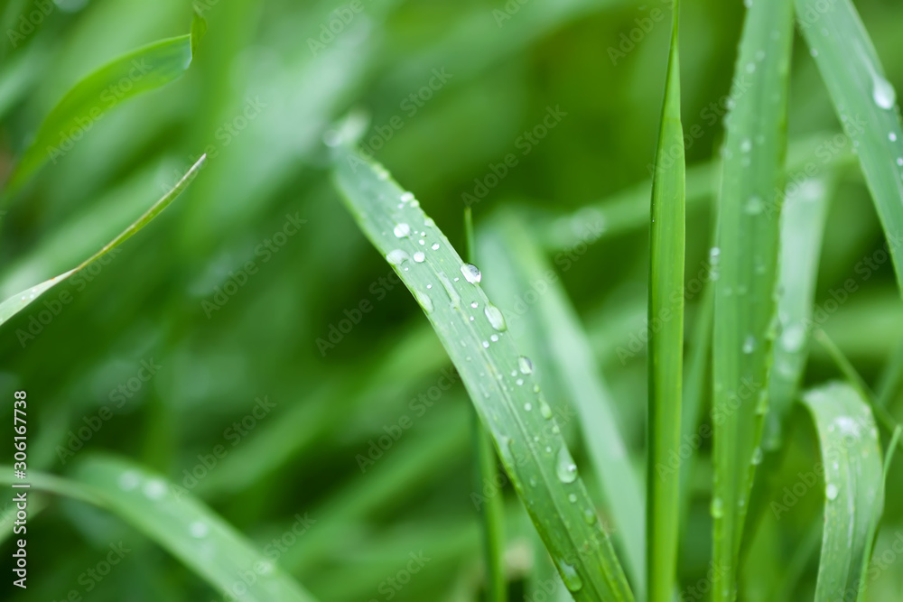 Fresh green grass on summer meadow in water drops after rain Fresh green grass on summer meadow in water drops after rain