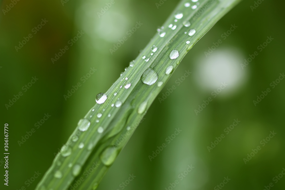 Fresh green grass on summer meadow in water drops after rain Fresh green grass on summer meadow in water drops after rain