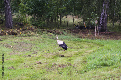 White European stork, Ciconia bird on green field in countryside photo