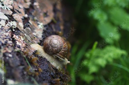 Little snail crawling on tree bark