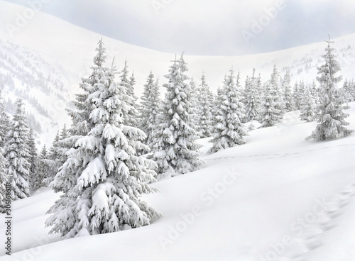 Winter landscape of mountains with of fir tree forest in snow with path during snowfall. Carpathian mountains