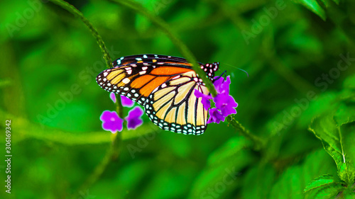 A Monarch Butterfly © Gabriel