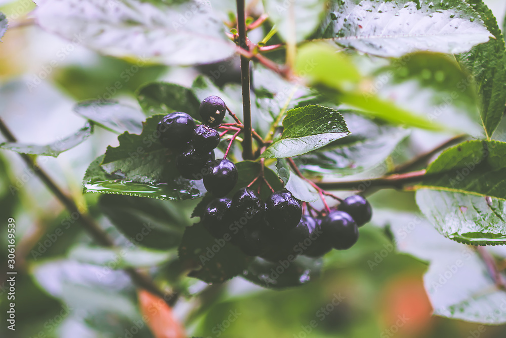 Black Chokeberry, Aronia melanocarpa plant in orchard