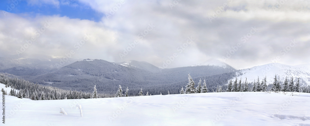 Winter landscape of mountains with of fir tree forest and glade in snow with path. Carpathian mountains