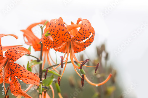 Tiger lily beautiful flowers close up