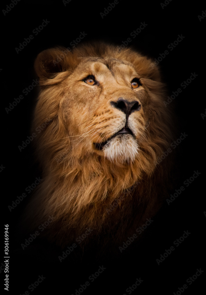 Fototapeta premium young and peppy in motion, chic hair. turns around half-face, as if for a call, a close-up of the head. powerful male lion with a chic mane impressively lies.