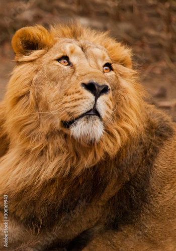 turns around half-face  as if for a call  a close-up of the head. powerful male lion with a chic mane impressively lies.