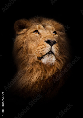 young and peppy in motion, chic hair. turns around half-face, as if for a call, a close-up of the head. powerful male lion with a chic mane impressively lies. © Mikhail Semenov