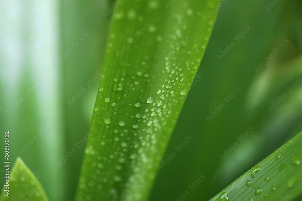 House plant green leaves in water drops House plant green leaves in water drops