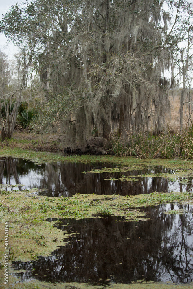 Obraz premium Swamp water reflecting