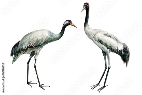 set of beautiful birds crane on isolated white background, watercolor illustration © Hanna