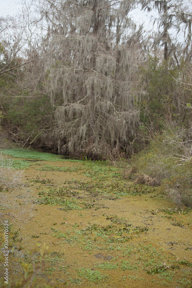Swamp with cypress trees and knees