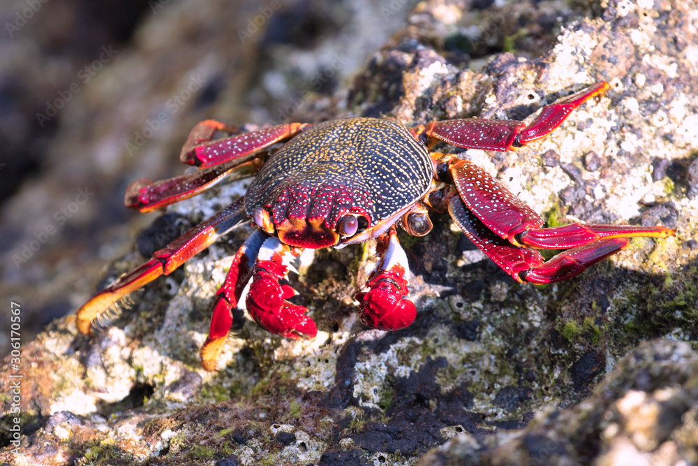 Rote Klippenkrabbe auf den Azoren / Portugal Rote Klippenkrabbe auf den Azoren / Portugal