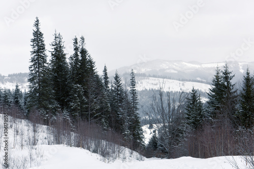 Coniferous forest of firs among the mountains in the snow. Winter fairy tale.