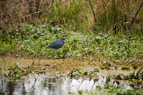 Blue Heron hunting in a swamp