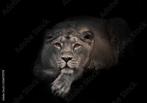 lunar beast  ashen . Lioness in the night. lioness beautiful big cat imposingly lies