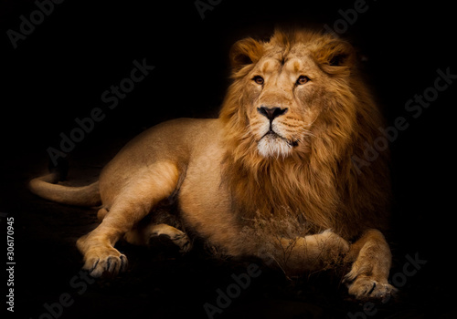 Gorgeous lion aristocrat in the night. powerful male lion with a chic mane impressively lies.
