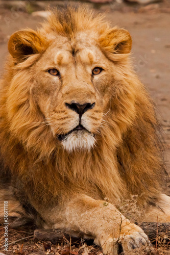 Fototapeta Naklejka Na Ścianę i Meble -  Portrait full face. powerful male lion with a chic mane impressively lies.