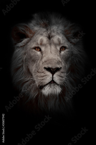 Moon lion portrait. Portrait full face. powerful male lion with a chic mane impressively lies.