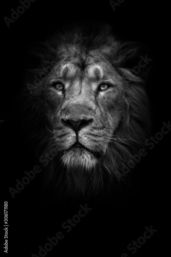 Fototapeta Naklejka Na Ścianę i Meble -  lunar beast (ashen). Portrait full face. powerful male lion with a chic mane impressively lies.