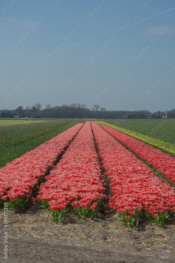 field of pink ftulip flowers