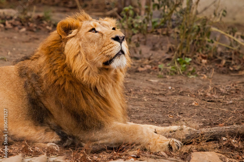 He sniffs his head in profile. powerful male lion with a chic mane impressively lies.