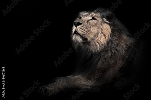 Fototapeta Naklejka Na Ścianę i Meble -  lunar beast (ashen). He sniffs his head in profile. powerful male lion with a chic mane impressively lies.
